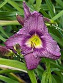 HEMEROCALLIS ALLEN WILD