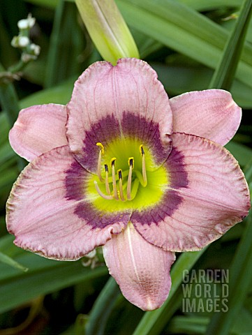 HEMEROCALLIS_ALWAYS_AFTERNOON