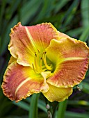 HEMEROCALLIS ART IMPERIAL