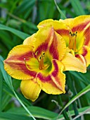 HEMEROCALLIS AZTEC PRIESTESS