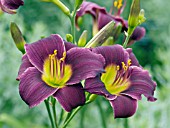 HEMEROCALLIS BARBARY CORSAIR