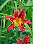 HEMEROCALLIS BESS ROSS