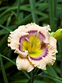 HEMEROCALLIS BI EYED BABY