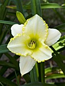 HEMEROCALLIS BLIZZARD BAY