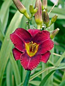 HEMEROCALLIS BROADWAY RUBY SLIPPERS