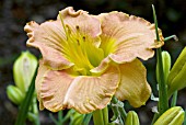 HEMEROCALLIS BRONZED AND BEAUTIFUL