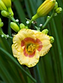 HEMEROCALLIS BROOKWOOD OJO POCO