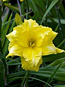 HEMEROCALLIS BUTTER DISH