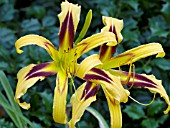 HEMEROCALLIS CHEROKEE VISION