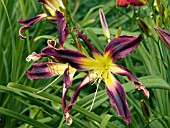 HEMEROCALLIS CHOKECHERRY MOUNTAIN