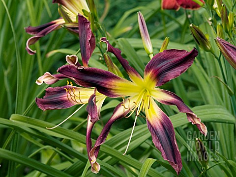 HEMEROCALLIS_CHOKECHERRY_MOUNTAIN