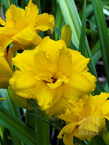 HEMEROCALLIS_CONDILLA