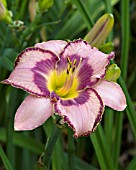 HEMEROCALLIS CREATIVE EDGE