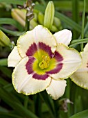 HEMEROCALLIS CUSTARD CANDY