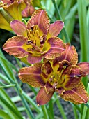 HEMEROCALLIS DOUBLE BOURBON