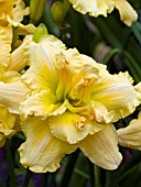 HEMEROCALLIS DOUBLE CONCH SHELL