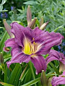 HEMEROCALLIS DREAM BLUE