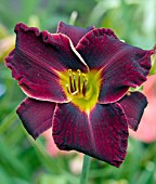 HEMEROCALLIS ED MURRAY