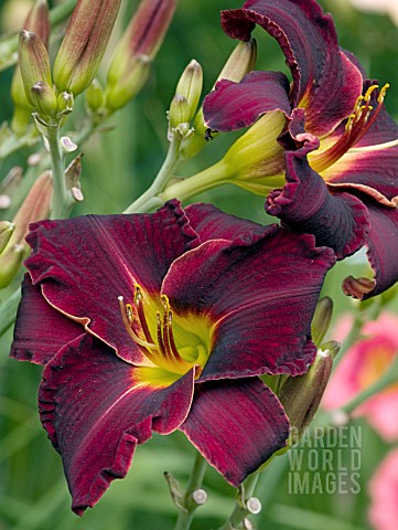 HEMEROCALLIS_ED_MURRAY