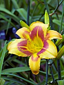 HEMEROCALLIS ELEANOR YATES