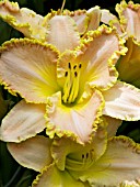 HEMEROCALLIS ENCHANTED APRIL