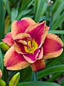 HEMEROCALLIS FIRES OF FUJI