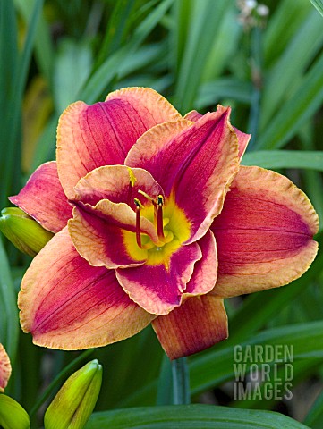 HEMEROCALLIS_FIRES_OF_FUJI