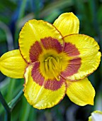 HEMEROCALLIS FOOLED ME