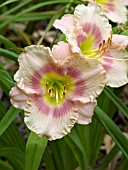 HEMEROCALLIS FORSYTH HEARTS AFIRE