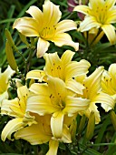 HEMEROCALLIS FRANCES FAY