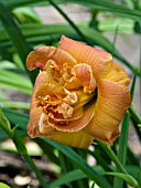 HEMEROCALLIS FRILLS AND FANCIES