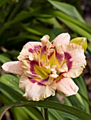 HEMEROCALLIS GEMINIJACK