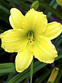 HEMEROCALLIS GREEN FLUTTER