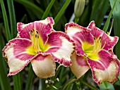 HEMEROCALLIS HILLVIEW ROYAL DIGNITY