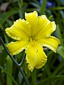 HEMEROCALLIS HORTENSIA