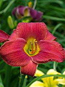 HEMEROCALLIS HUNTERS TORCH