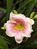 HEMEROCALLIS JANICE BROWN