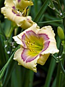 HEMEROCALLIS JASON MARK