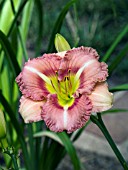 HEMEROCALLIS JEFFEREY JOHNSTON