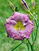 HEMEROCALLIS LAVENDER BLUE BABY