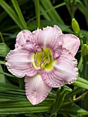 HEMEROCALLIS LAVENDER BONNET