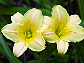 HEMEROCALLIS LITTLE RAINBOW