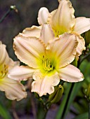 HEMEROCALLIS LOIS RHODES