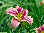 HEMEROCALLIS MARY ALICE STOKES