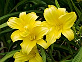 HEMEROCALLIS MARY TODD
