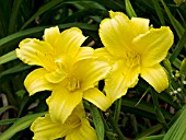 HEMEROCALLIS MARY TODD