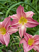 HEMEROCALLIS MAY HALL