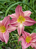 HEMEROCALLIS MAY HALL