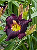 HEMEROCALLIS MIDNIGHT HEAT