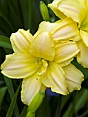 HEMEROCALLIS MISSOURI MOON